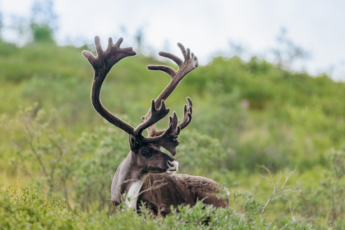 02_BODY_tundra_wilderness