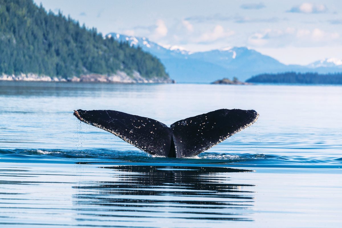 04_waterline_humpback-whale