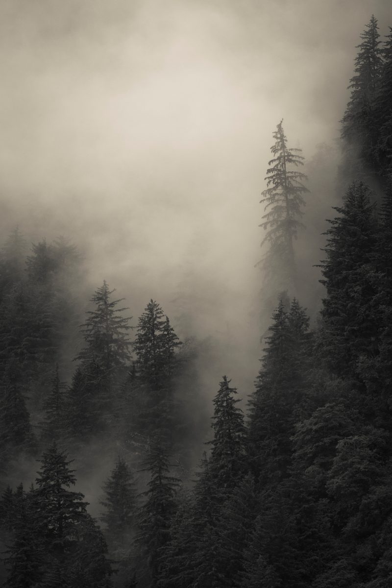 07_ashore_juneau-forest-mist