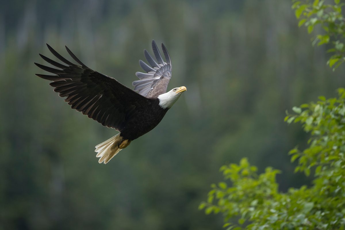 12_waterline_bald-eagle