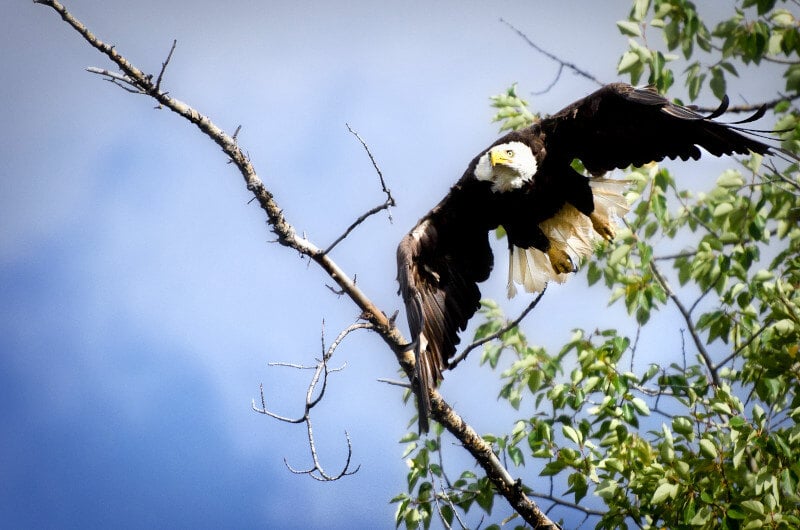 Alaska Bald Eagle