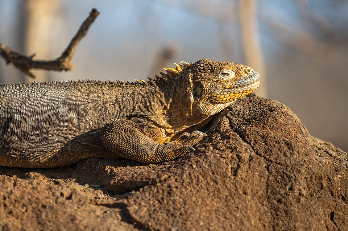 23_overland_galapagos_blog_body_silversea_4
