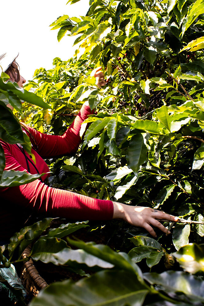 25_sustainabilityseries_Caribbean 1 copy 2-1