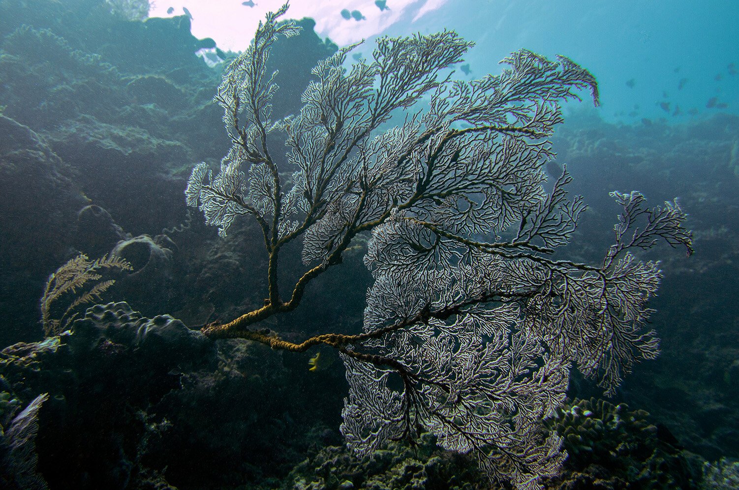 25_sustainabilityseries_Caribbean- horizontal copy 8