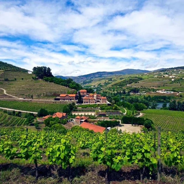 2_Vineyard_panorama