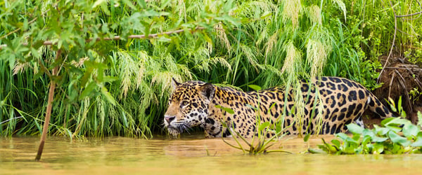 A&K South America Brazil Pantanal Adventure Jaguar