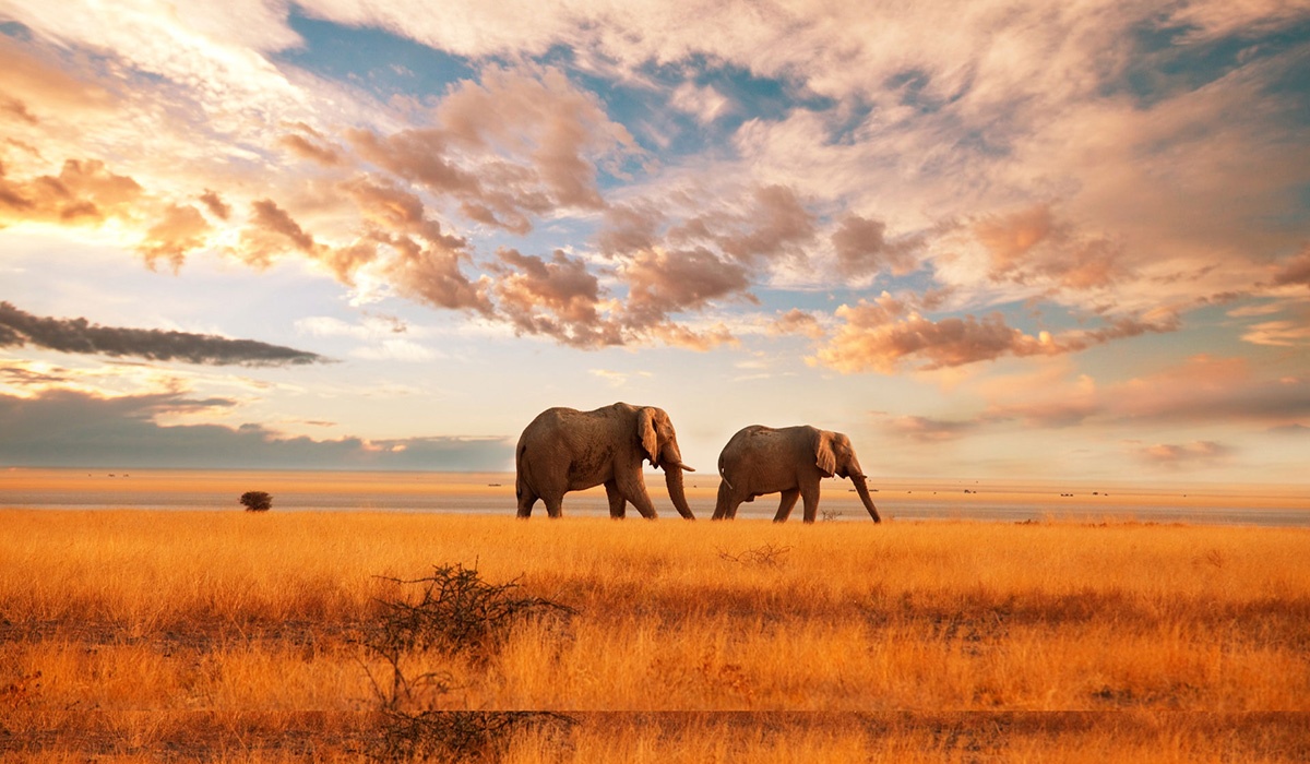 Africa Elephants in Field Beneath Clouds