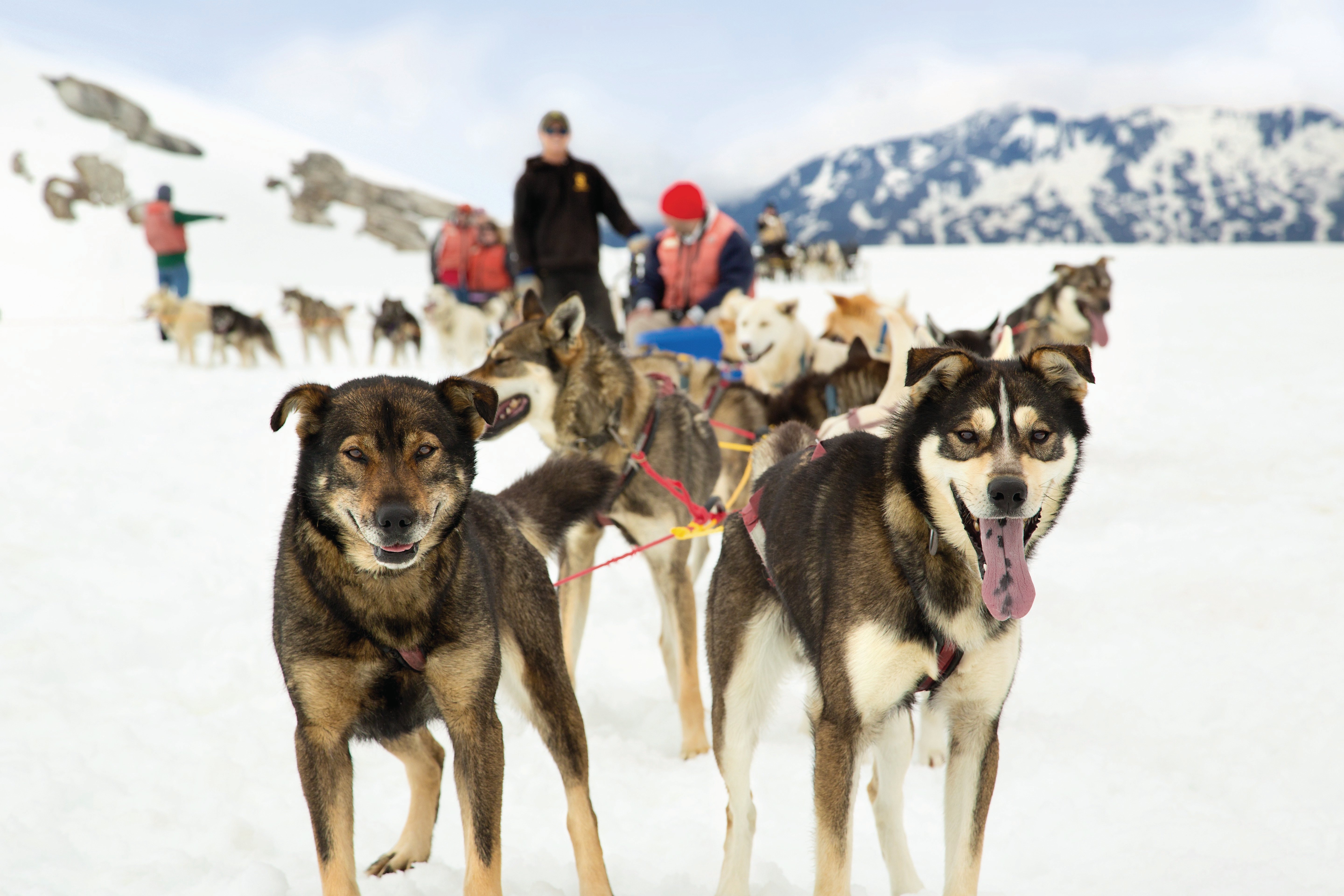 Alaska_Dog Sledding - 951383