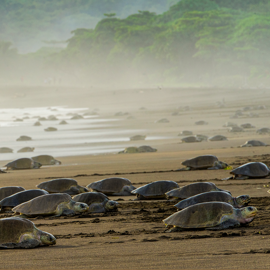 Arribada tortugas-landing page-costa rican trails