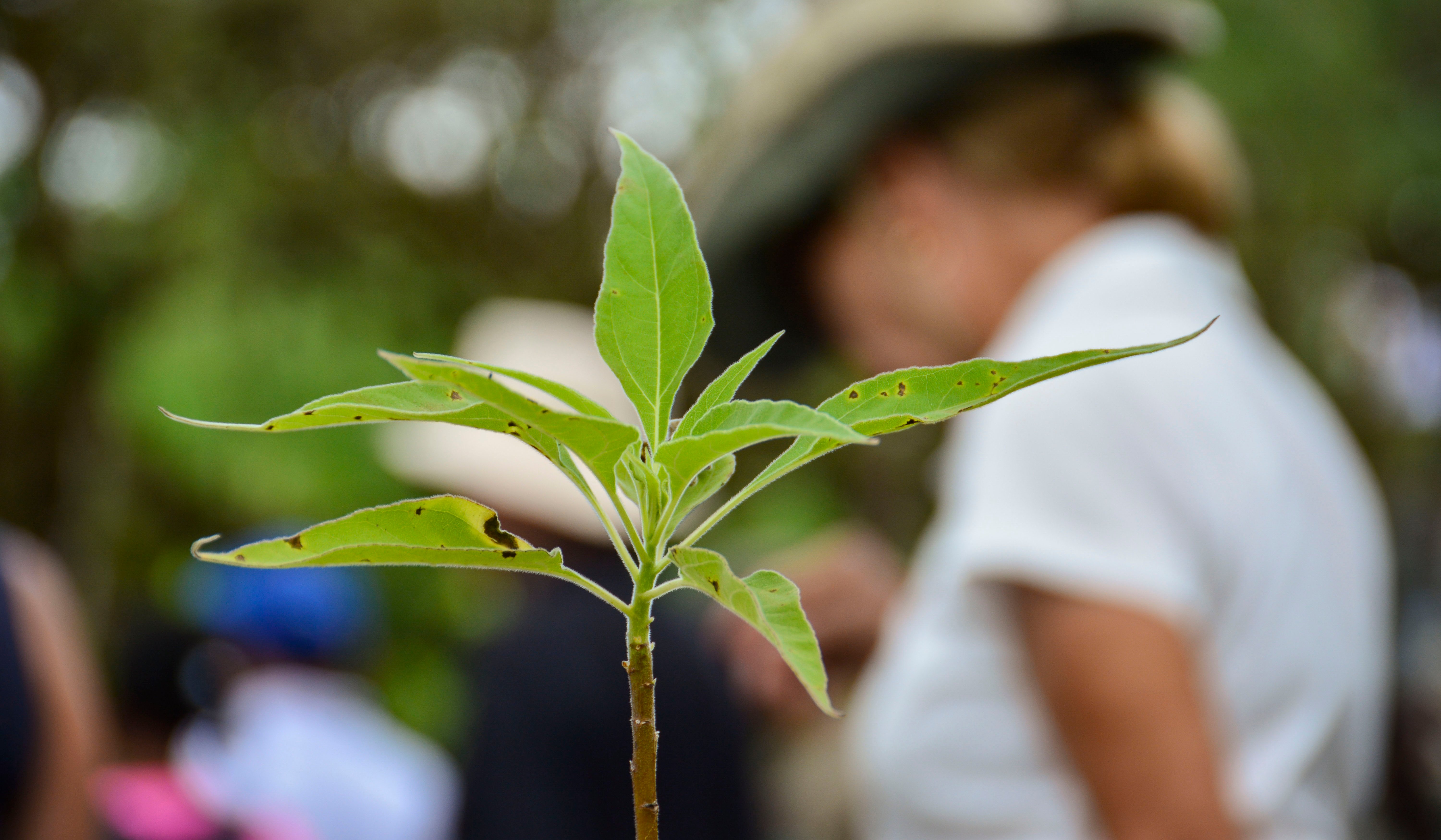 CEL_Galapagos_Scalesia_Reforestation (1)