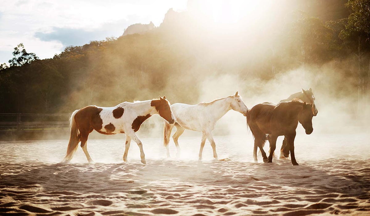 EOOWV-resort-horses-color-1200x700