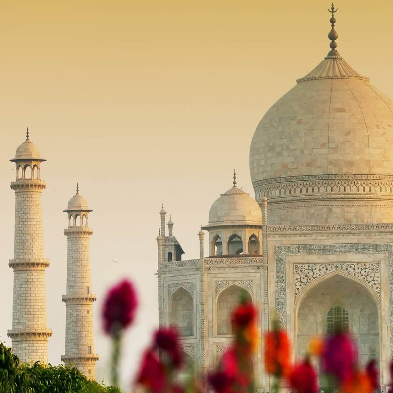 Taj Mahal behind flowers