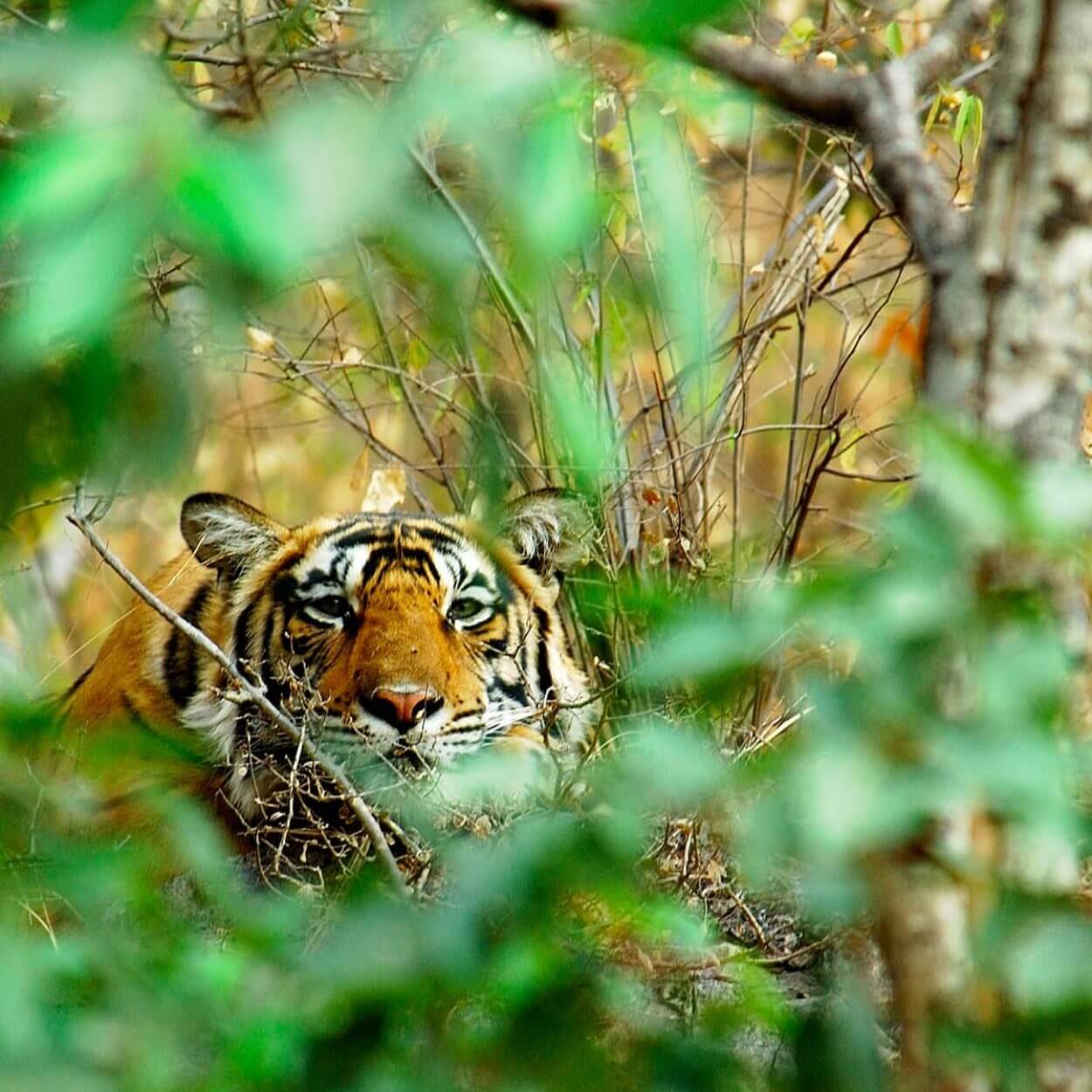 Tiger behind greenery 