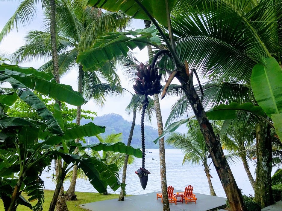 El Otro Lado Panama palm trees