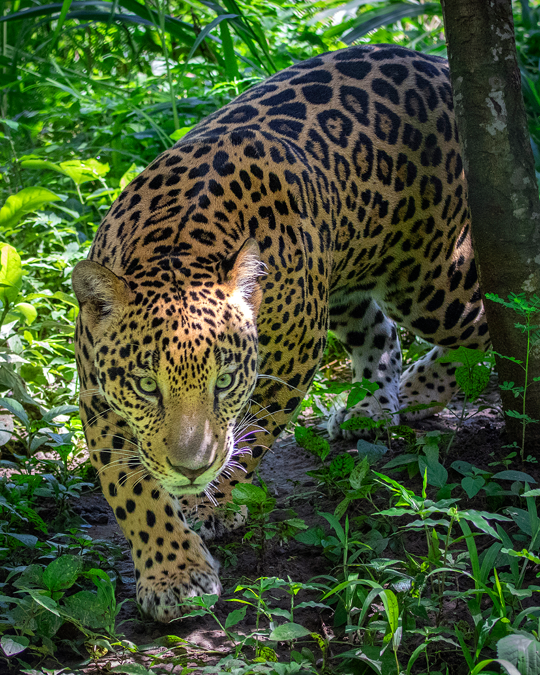 Jaguar-landing page-costa rican trails