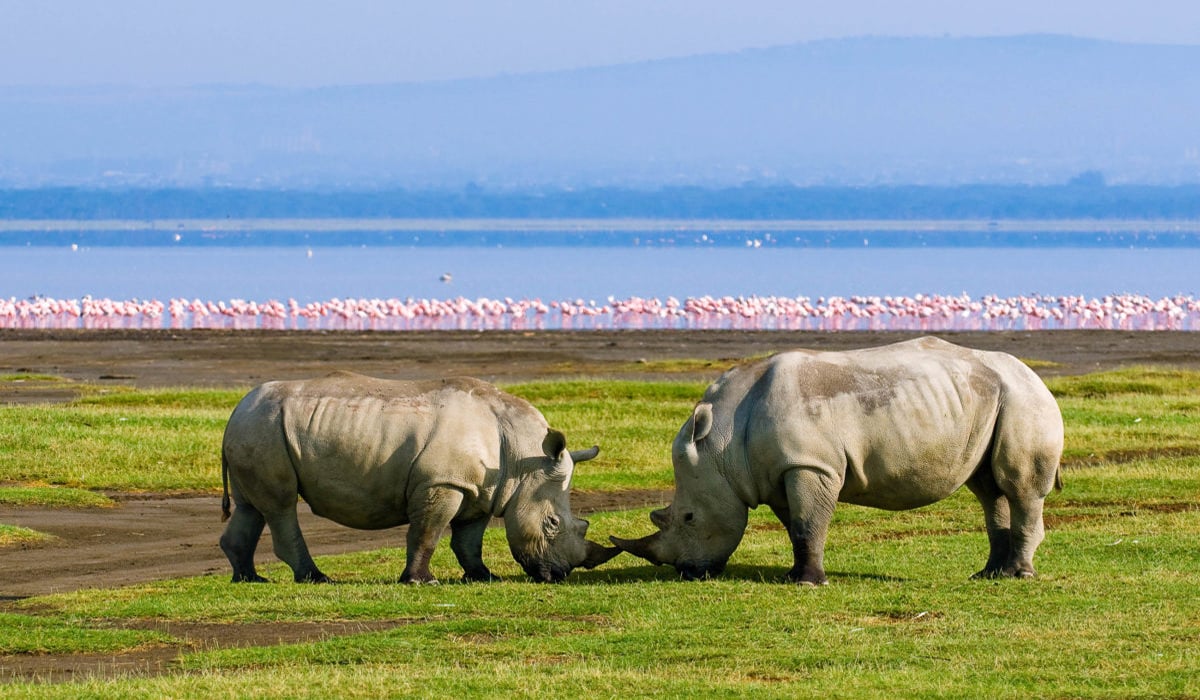 Kenya Rhinos