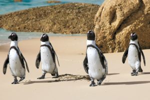 African Penguins in Cape Town