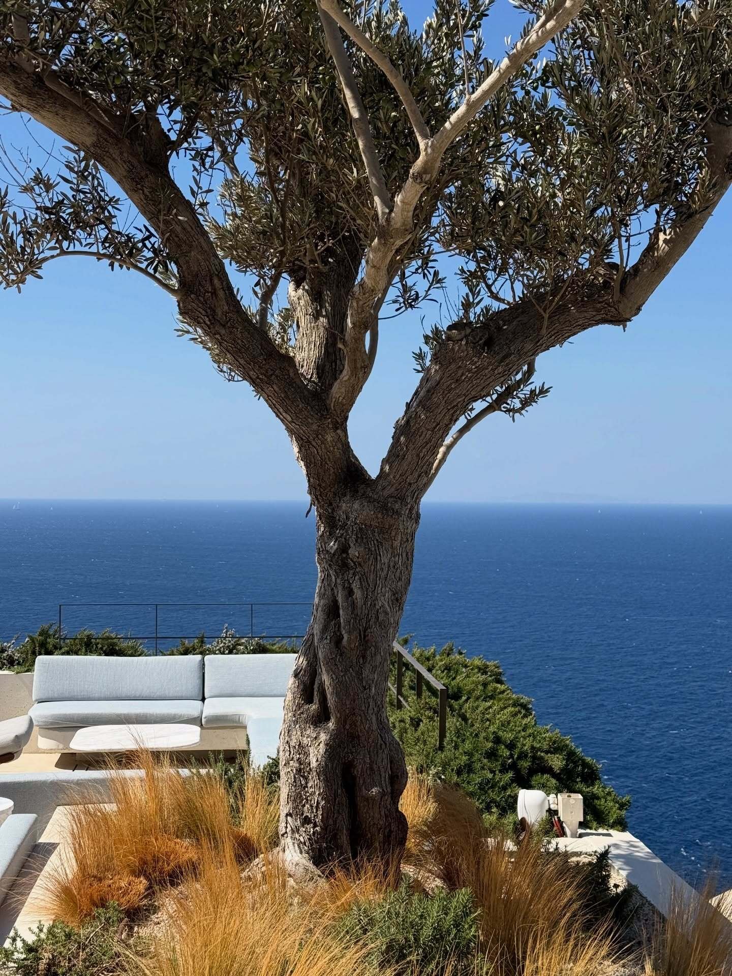 Mature tree rises above a coastal terrace with white seating, golden grasses, and a wide view of the blue sea.
