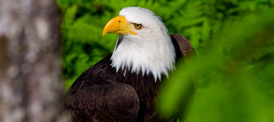 Bald Eagle in the Alaskan wilderness