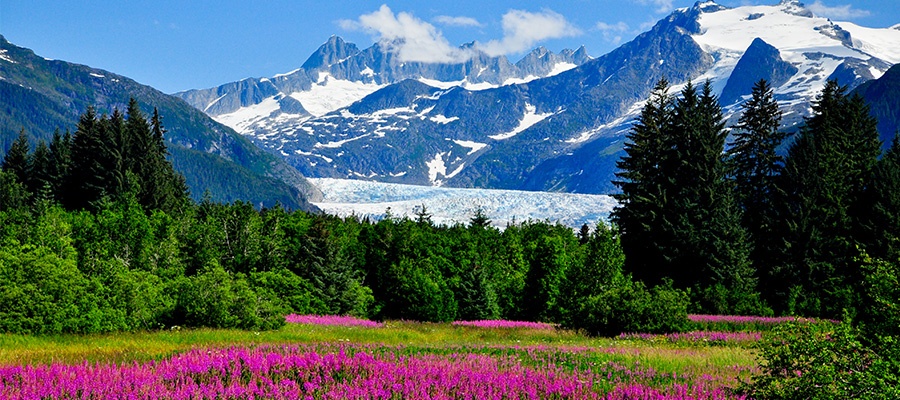 Alaska scenery mountains behind a field of flowers and trees