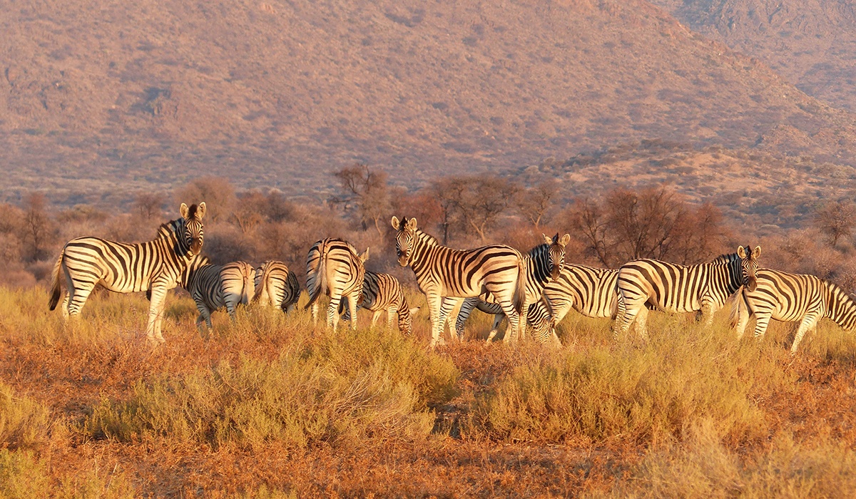 Namibia Zebras