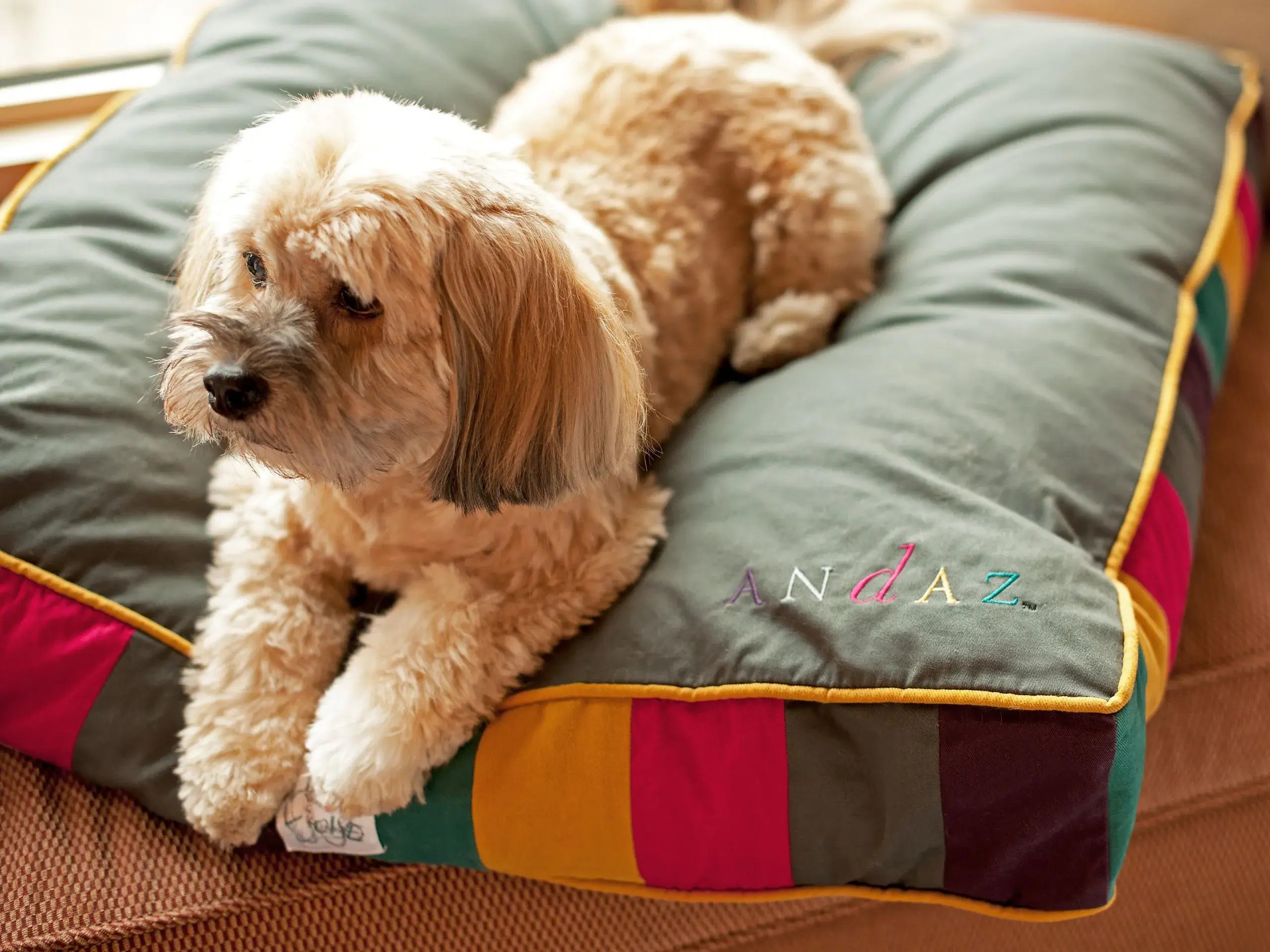 PETPRG-P004-Dog-Laying-On-Bench.4x3.jpg