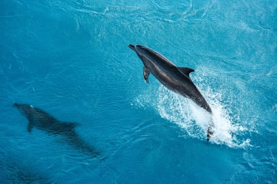 PONANT Dolphins Rangiroa