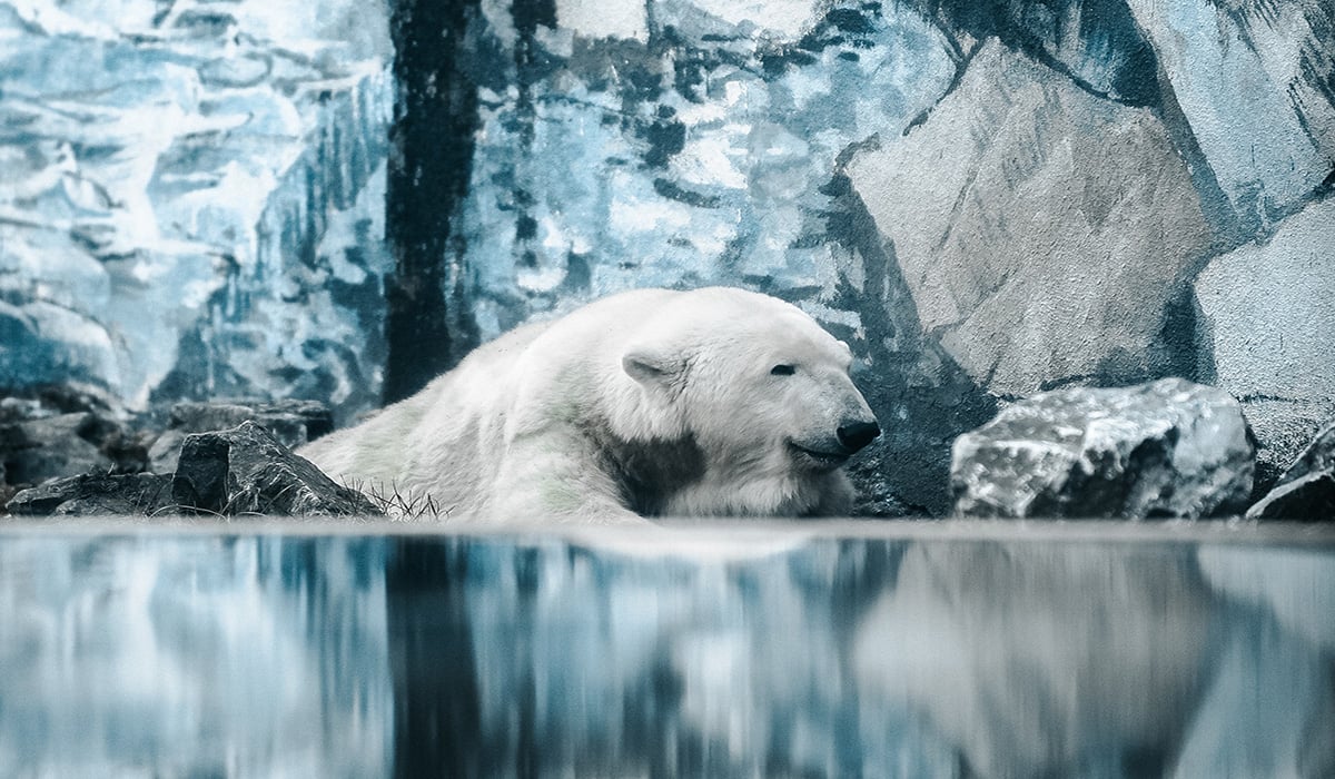 Polar Bear 1200x700