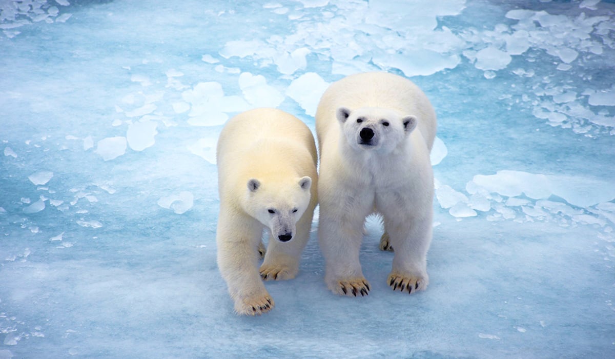 Polar Bears Standing on Ice
