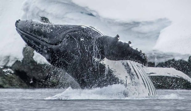 Ponant_Cruises-Whale