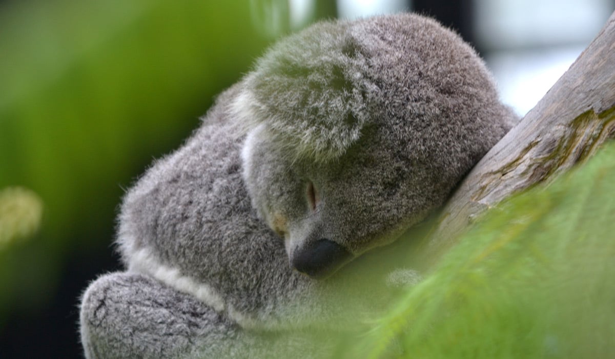 RegentKoala