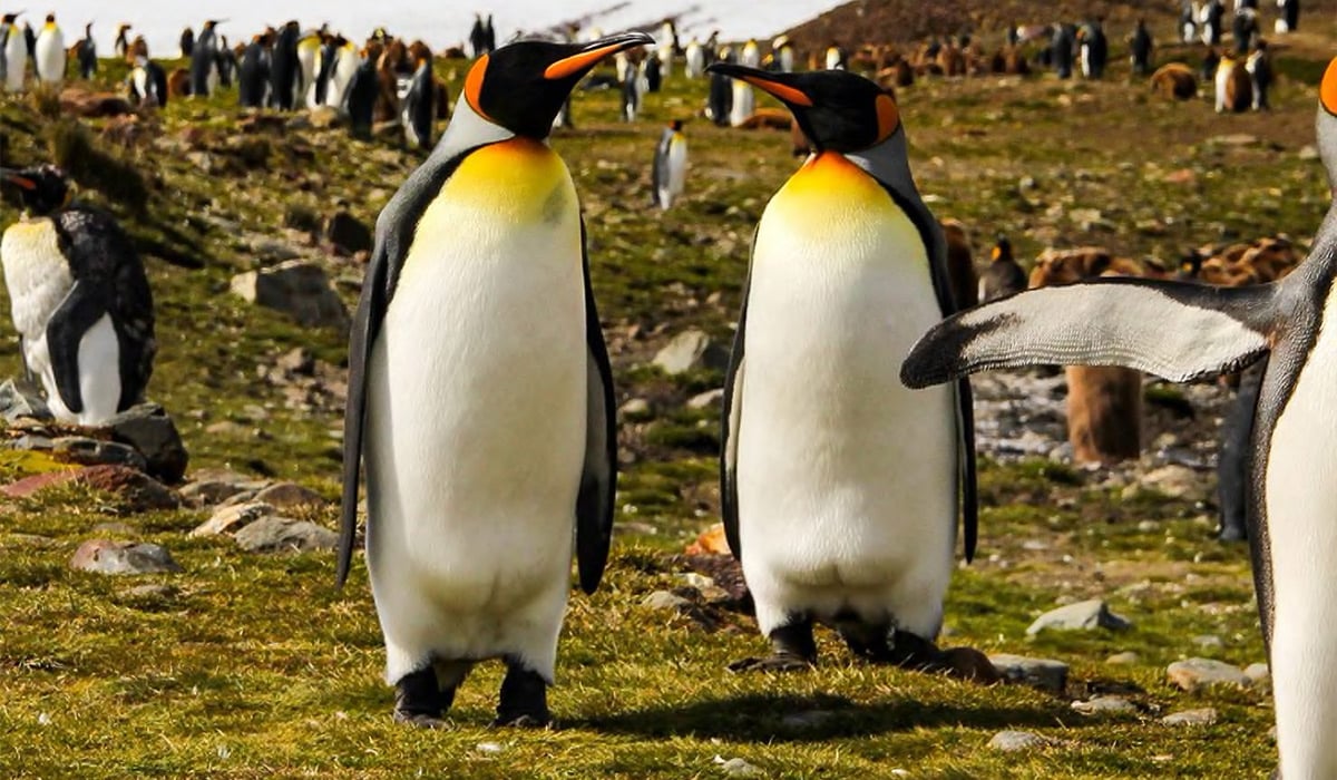 SeabournSouthGeorgia