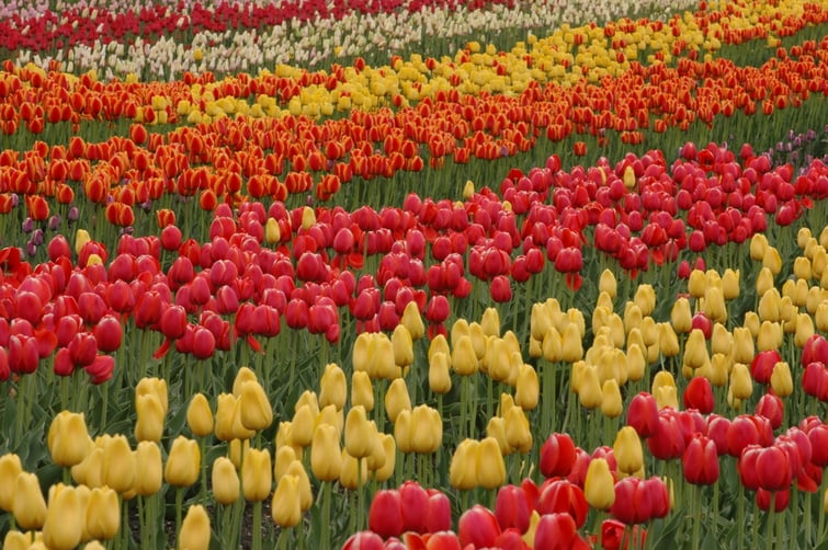 Tulip field on a tulip farm