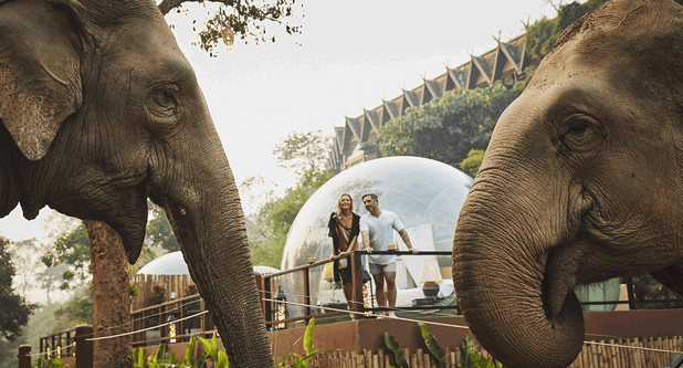 anatara-golden-triangle-thailand-elephant-camp