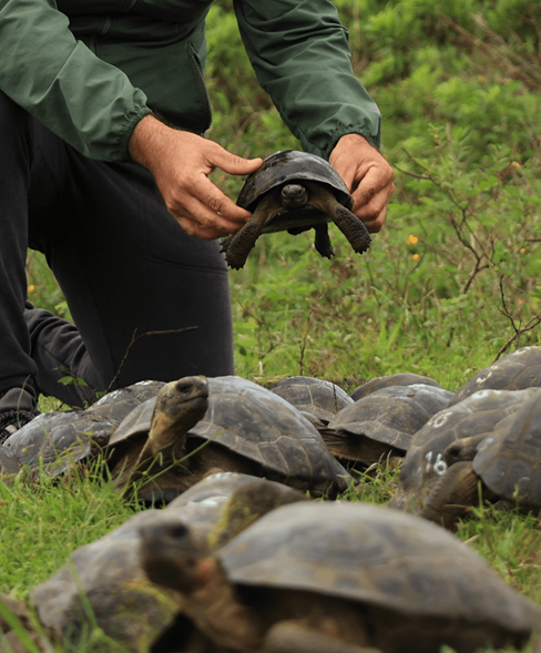 card-planet-galapagos turtle