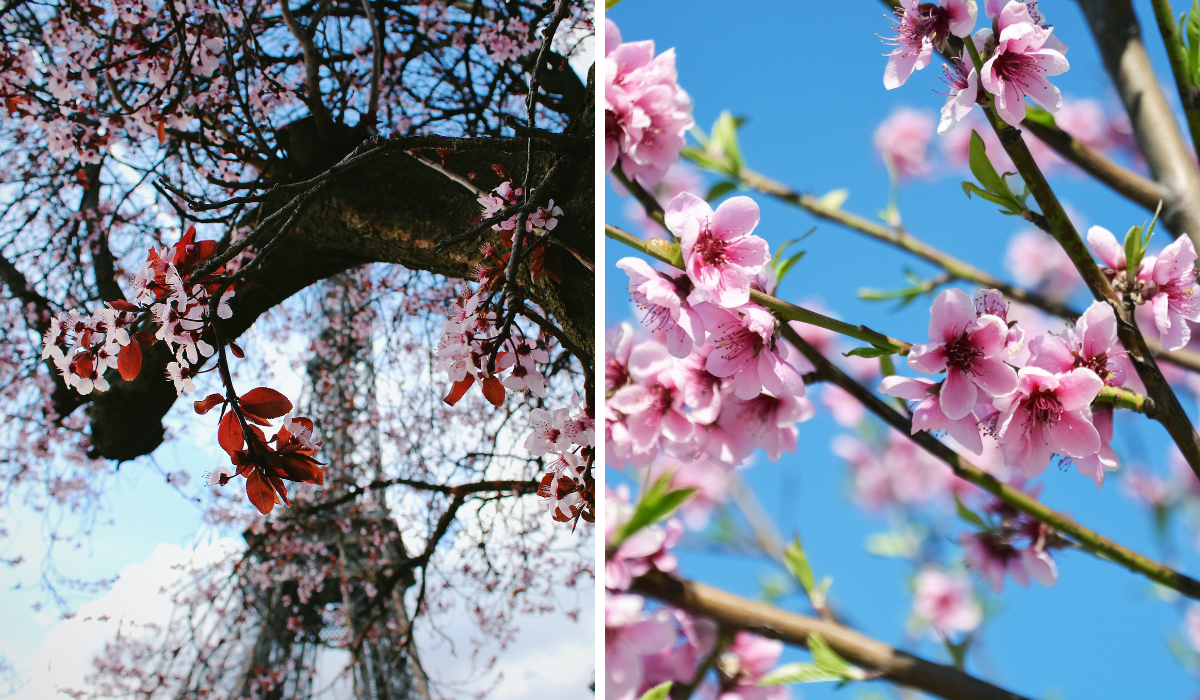 cherry blossom -blog img_2
