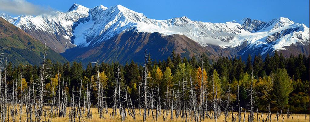 Cunard Alaska mountain behind trees