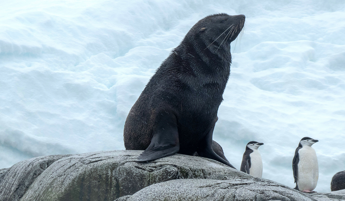 fur seal-blog image-