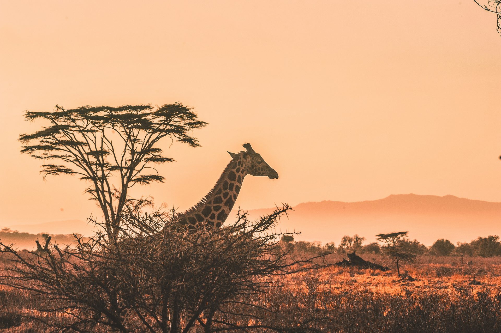Acacia sunset with giraffe