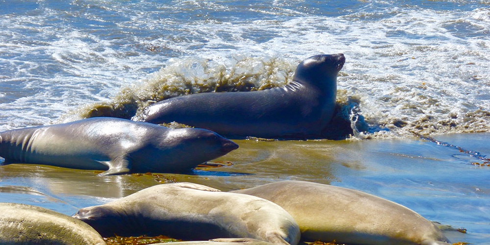  San Simeon seals on beach