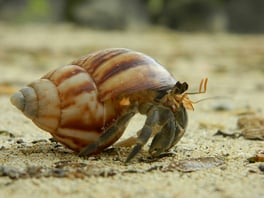 Hermit crab on beach in Apia, Samoa