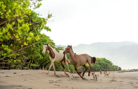 Costa Rica horses