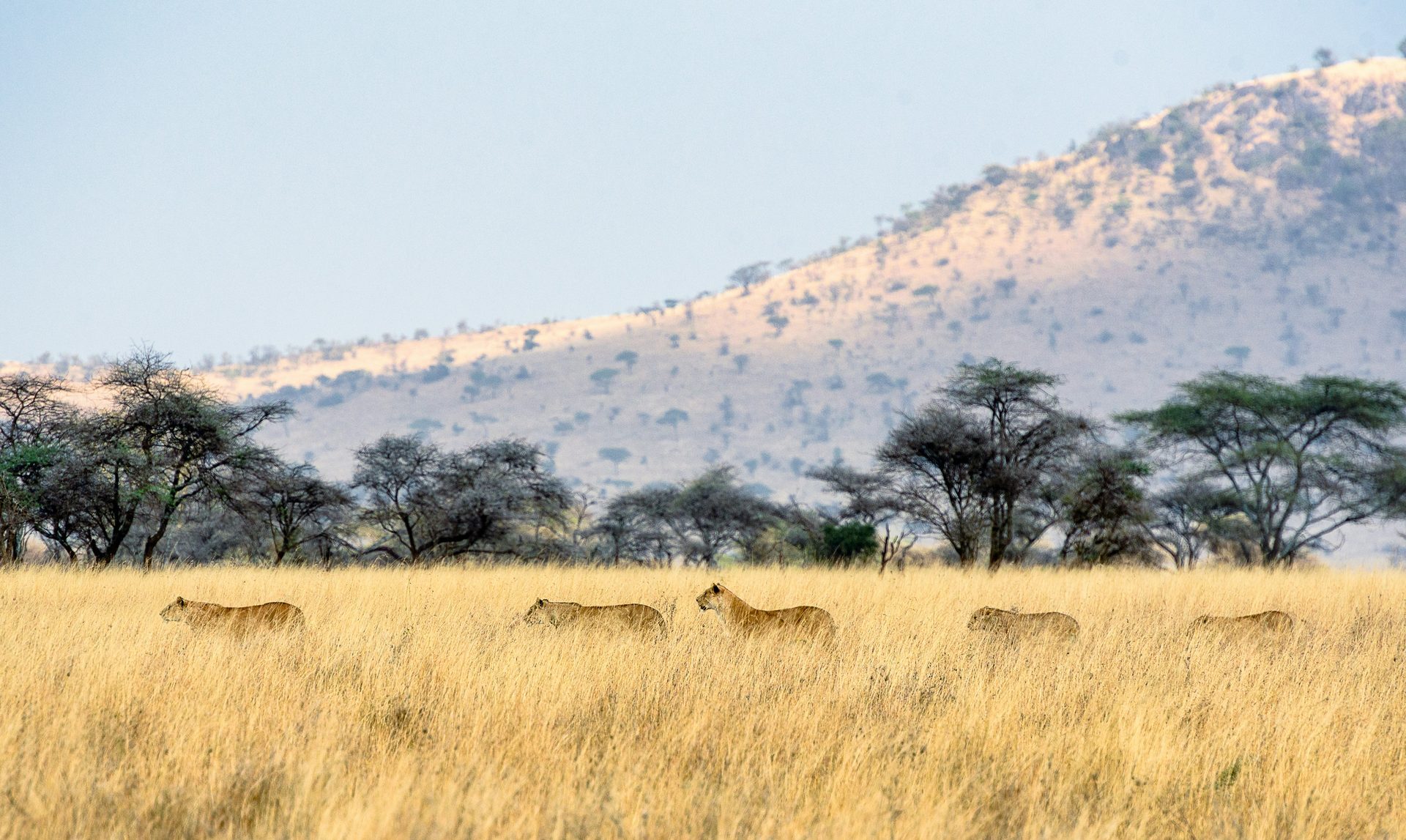 Lions in Serengeti grass