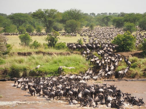 Mara River wildebeest crossing