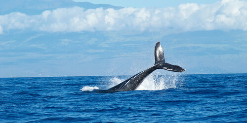 maui humpback tail