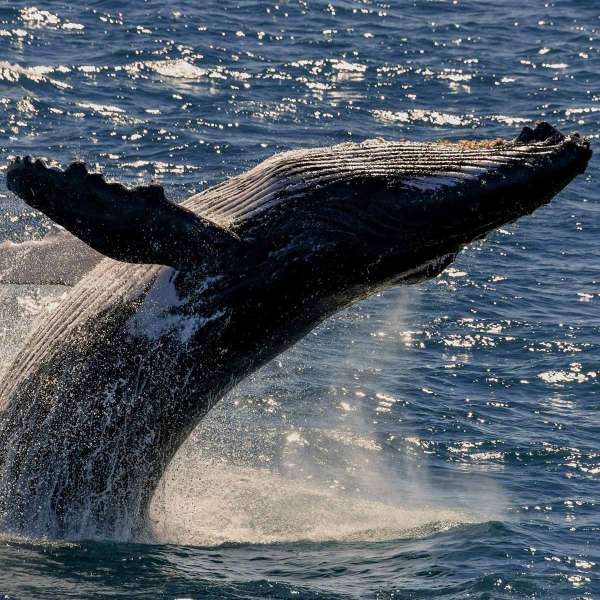 ponant-Humpback-Whale_Lacepede-Islands_Kimberley_Australia@Studio-Ponant_Laure-Patricot-1200