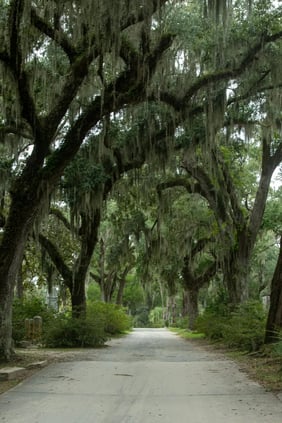 savannah-oaks-800w copy