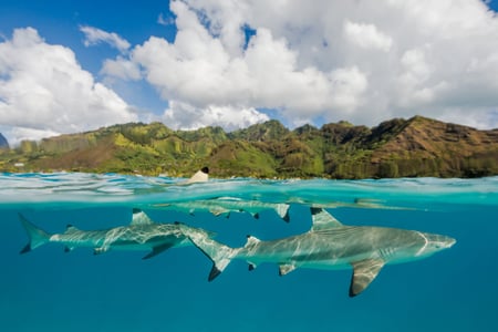 Black Tip Reef Sharks in French Polynesia