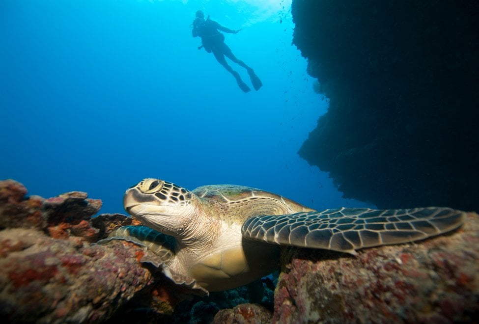 six_senses_diving_with_turtle_140x87