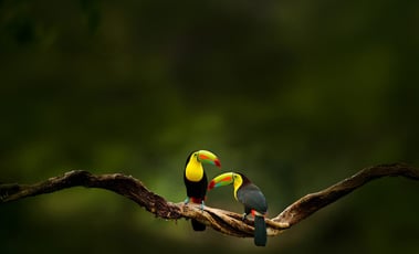 toucan-hero-2000w